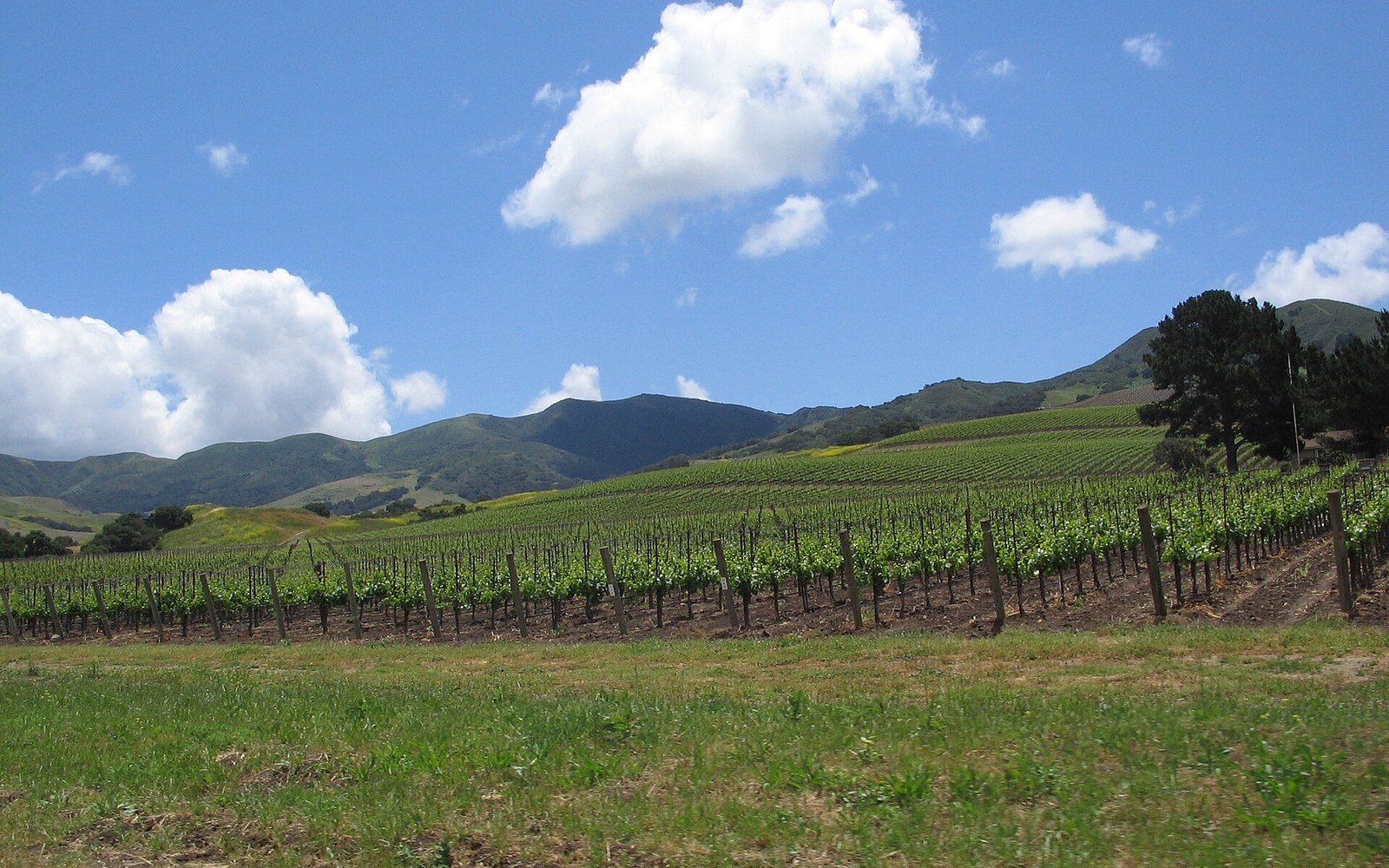 Rows of grapevines stretch across a valley floor beneath rolling hills